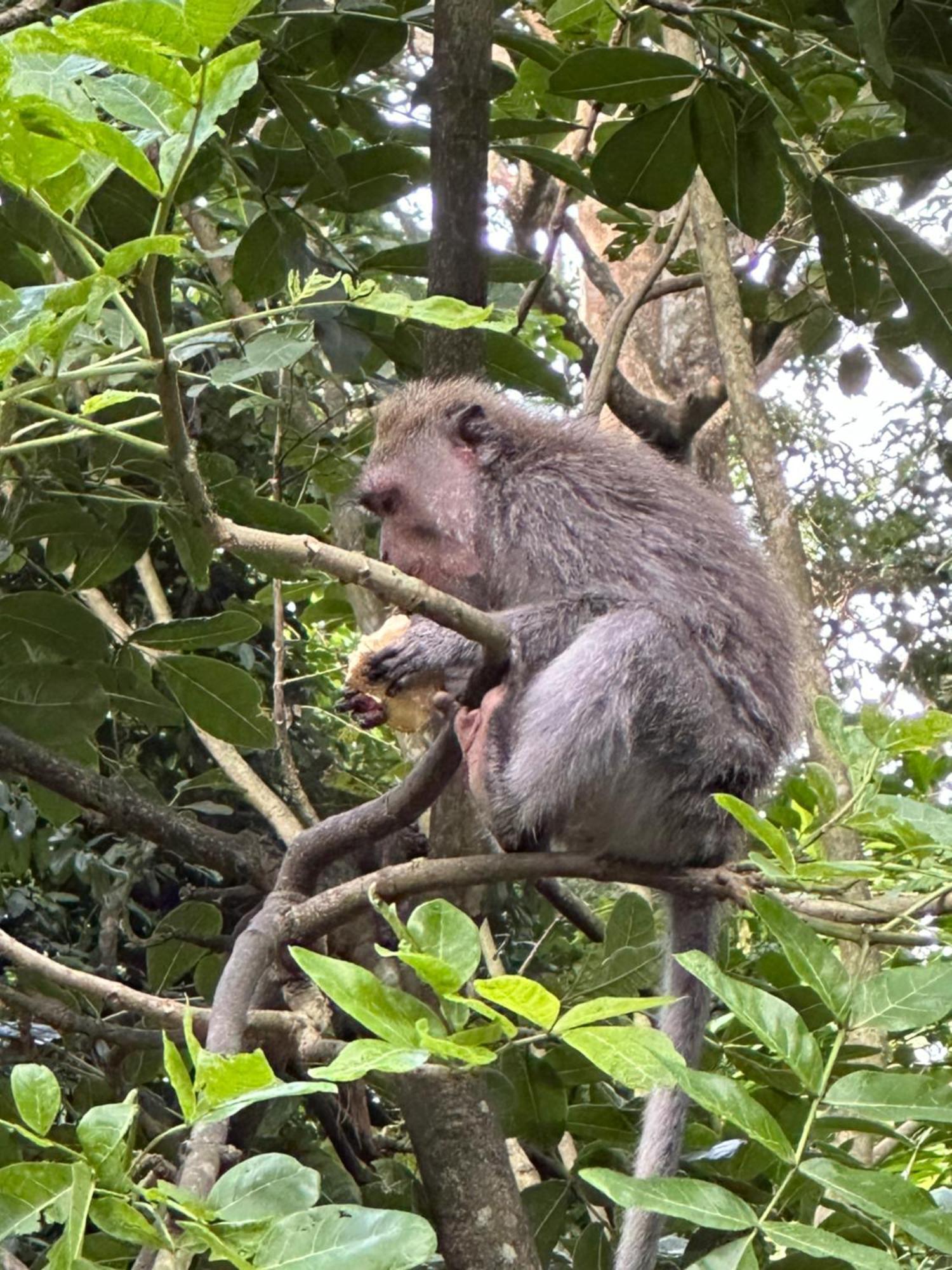 Brata Inn Ubud Dış mekan fotoğraf